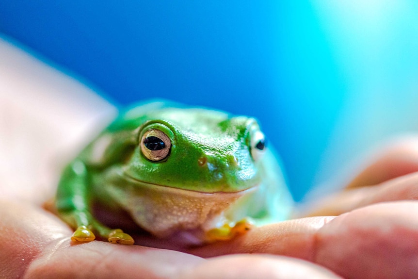 Northern green tree frog sitting on a hand