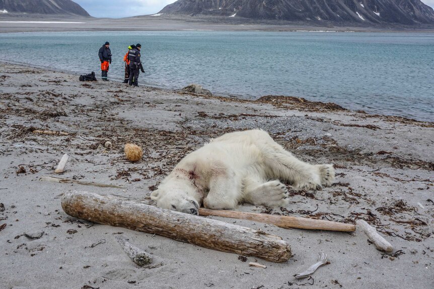 A polar bear is dead on the ground with authorities in the background.