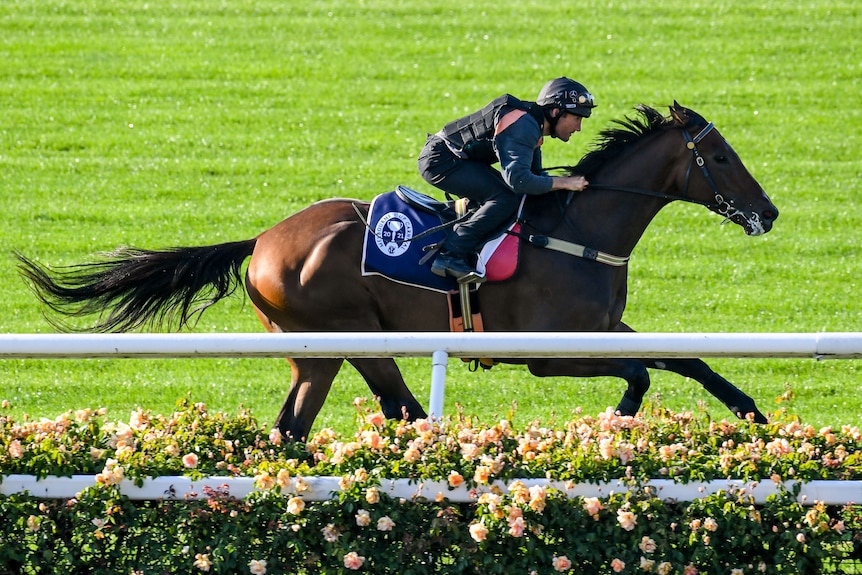 A jockey leans forward with his hands on a bay horse's reins as he rides it in trackwork ahead of the Melbourne Cup.