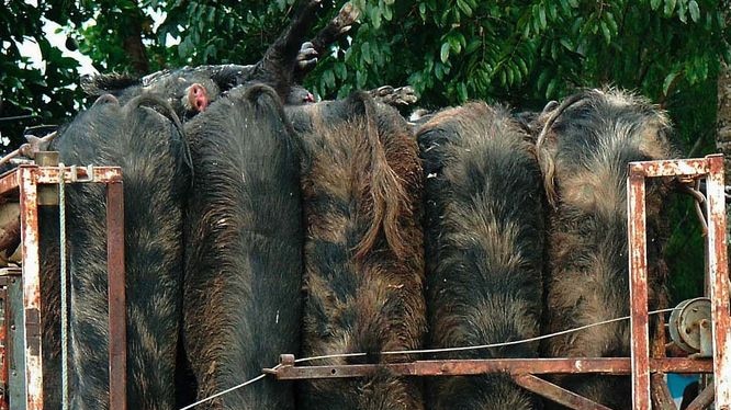 The pigs can weigh up to 200 kilograms and can carry diseases.