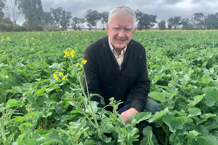 A man kneels in a canola crop which is yet to flower on a cloudy day