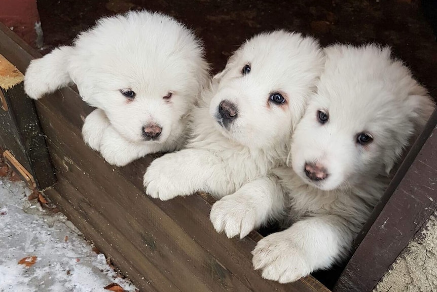 Three puppies who were trapped in the avalanche that struck an Italian mountain hotel.
