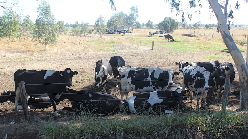 WA dairy industry meets with agriculture minister