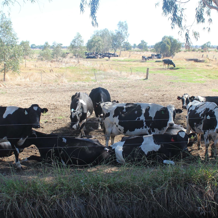 Dairy cows