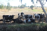 Dairy cows