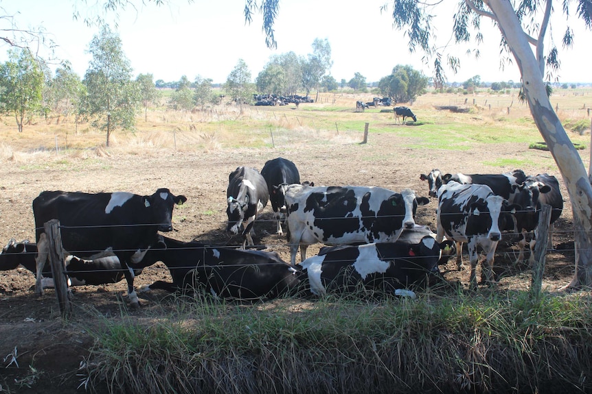 WA farmers have been quick to respond to low price signals and oversupply issues as cheaper, European UHT long life products flood the global dairy market.