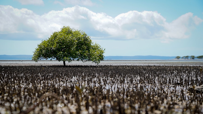 A tree on the horizon at Toondah Harbour south Brisbane.