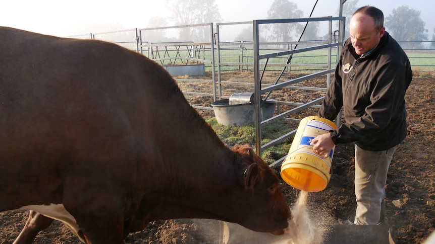 A man feeds a bull with a bucket of grain in a dairy.
