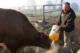 A man feeds a bull with a bucket of grain in a dairy.