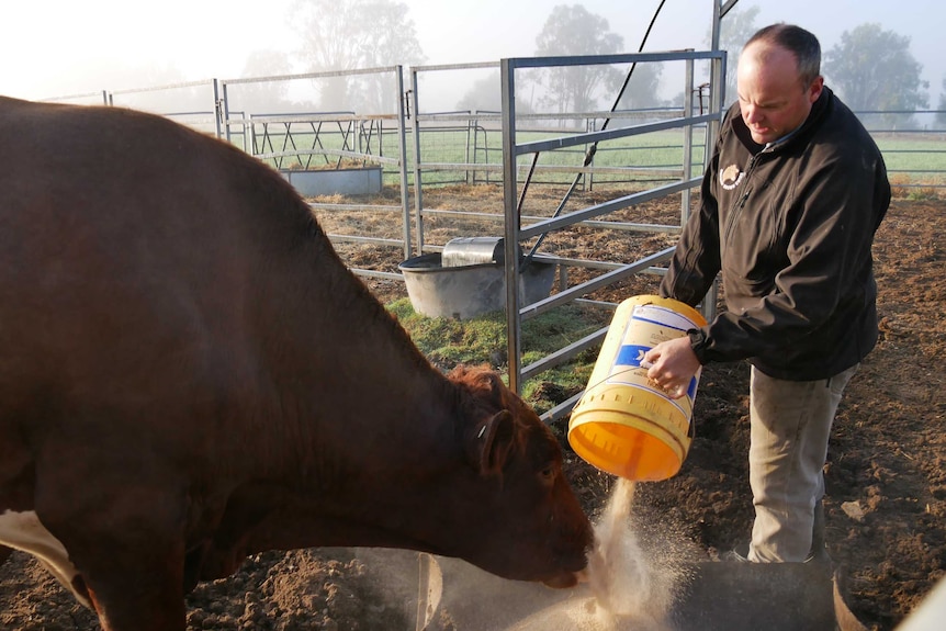 A man feeds a bull with a bucket of grain in a dairy.