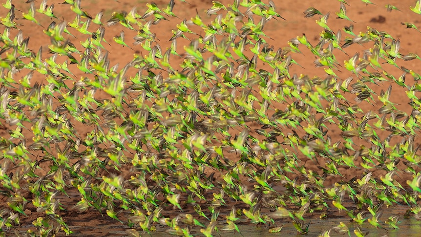 Green and yellow budgies swarming at a waterhole, with red earth in the background.