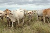 Brahman cattle in the Kimberley