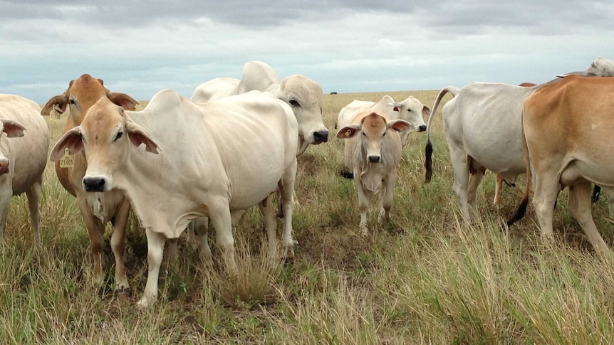 Brahman cattle