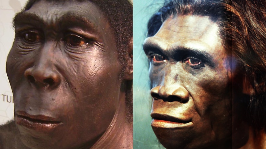 Youngest population of homo erectus dated - ABC listen