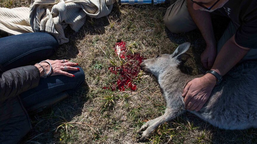 With blood coming from its head and a blanket and captive bolt device nearby, Manfred clasps the chest of a euthanased roo.