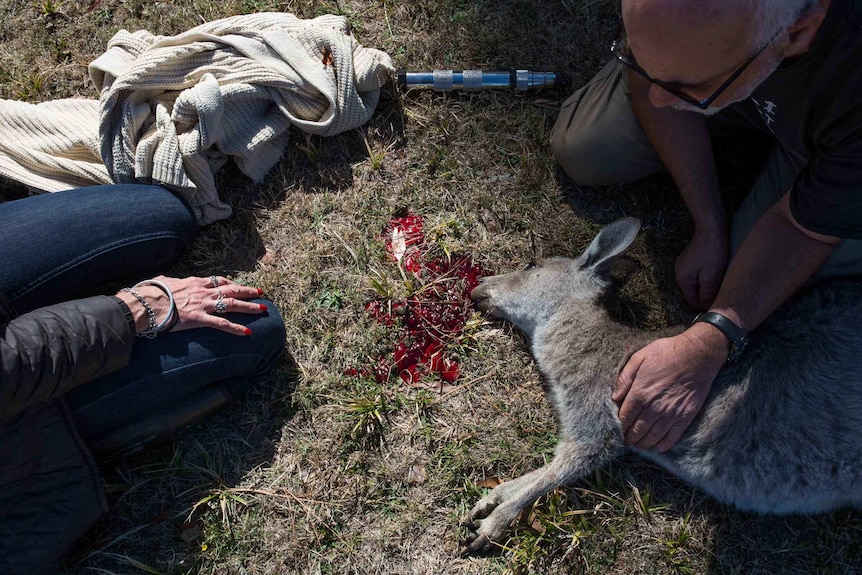 With blood coming from its head and a blanket and captive bolt device nearby, Manfred clasps the chest of a euthanased roo.