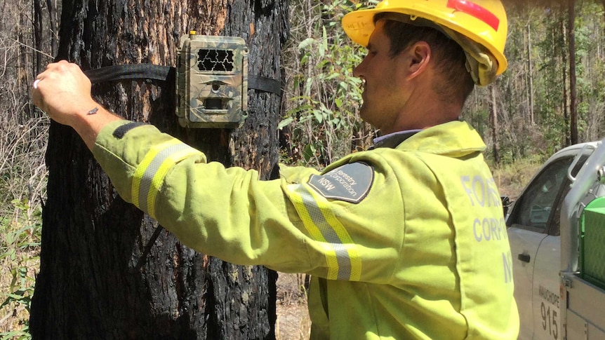 Forest worker attaching a camera to a tree in a bid to identify those responsible for arson attacks
