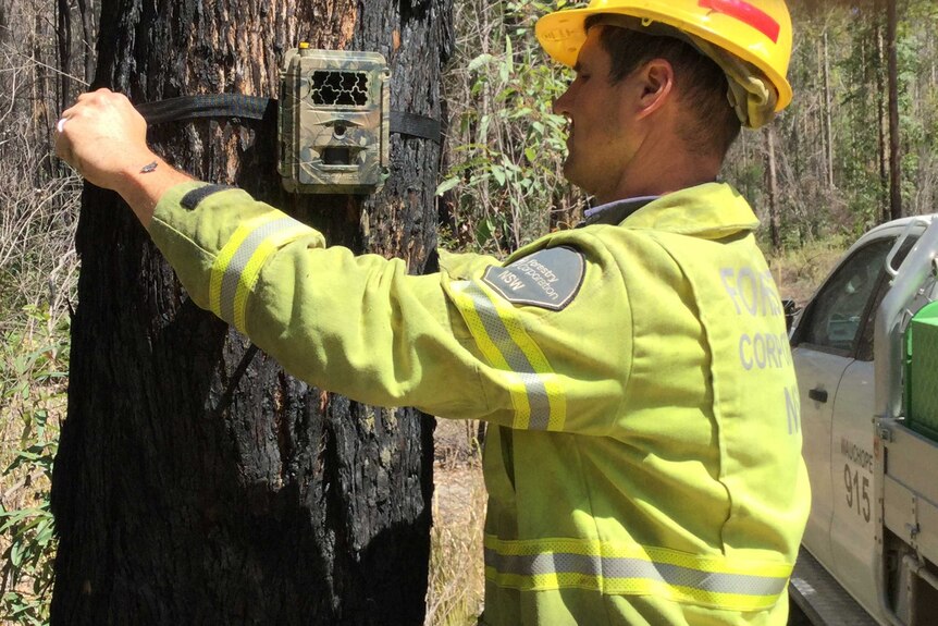 Forest worker attaching a camera to a tree in a bid to identify those responsible for arson attacks