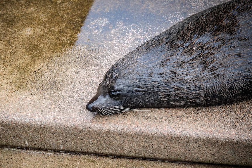 The five year-old New Zealand fur seal sleeps on the VIP steps of Sydney Opera House