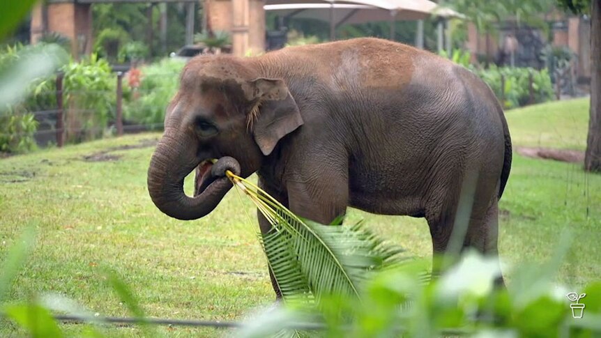 An elephant with a large palm frond in its trunk.