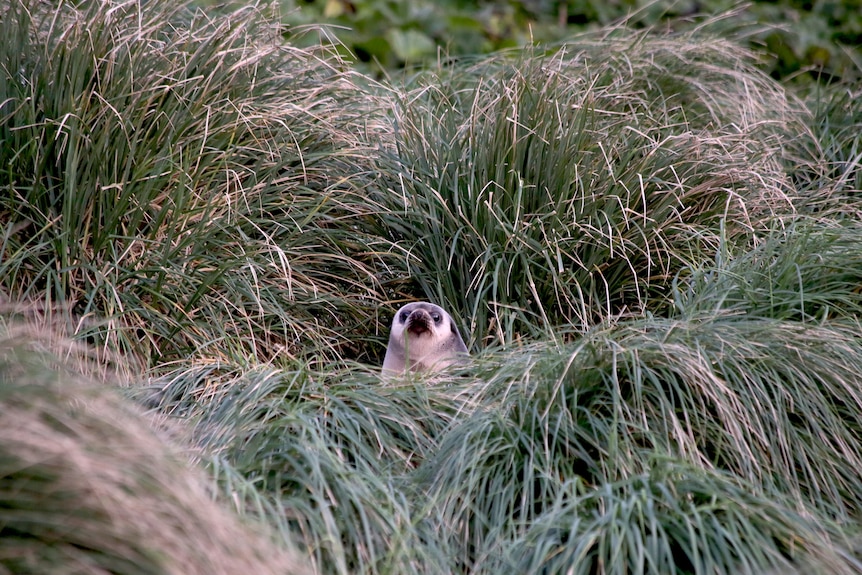 A fur seal pup sticks its head out among grass