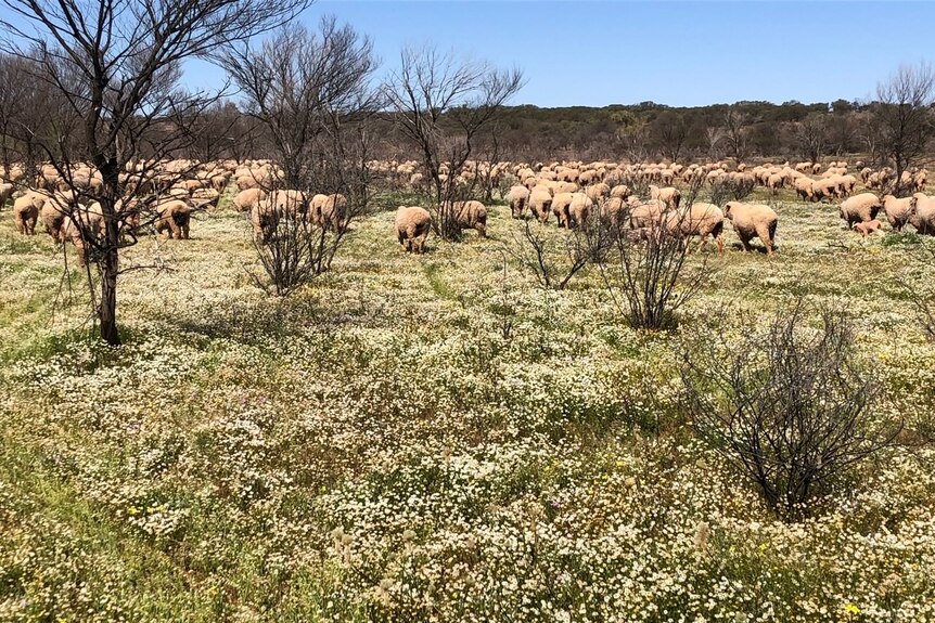 Merino sheep graze a green, grassy paddock with white wildflowers growing