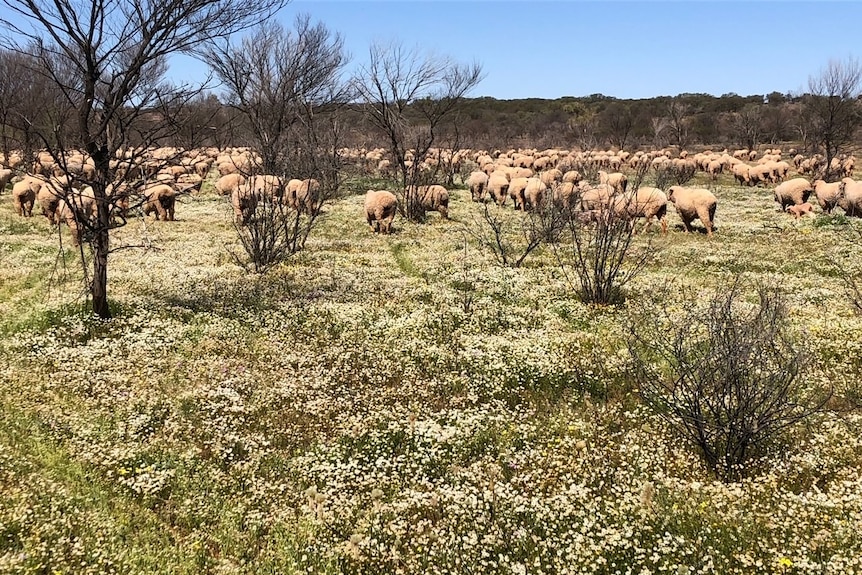 Merino sheep graze a green, grassy paddock with white wildflowers growing