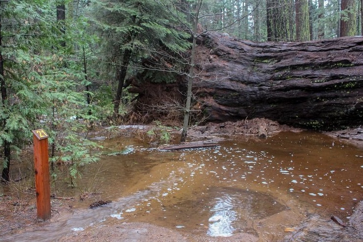 The giant tree trunk lays on the forest floor.