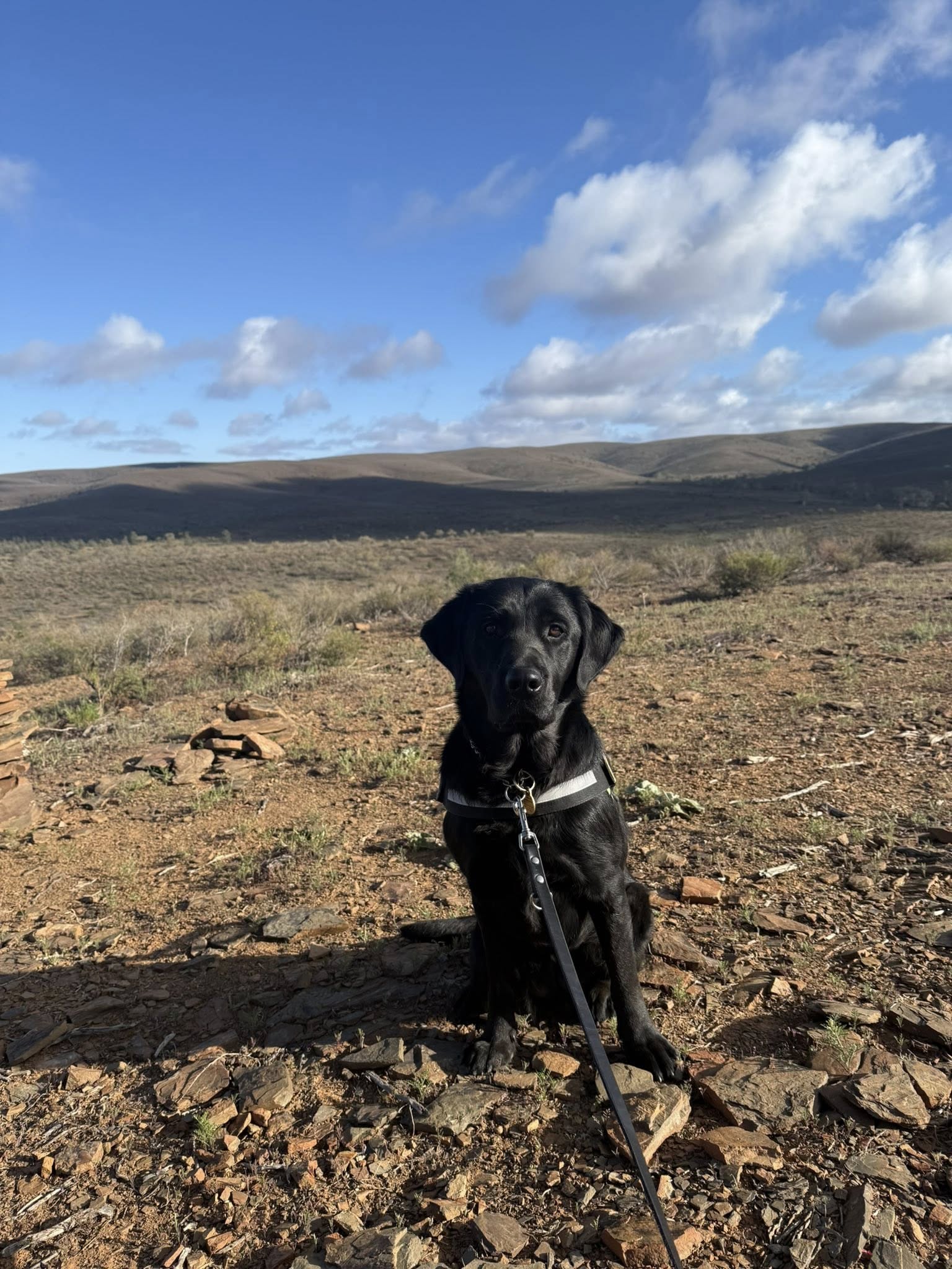 Un labrador negro con correa en un paisaje abierto con colinas visibles detrás