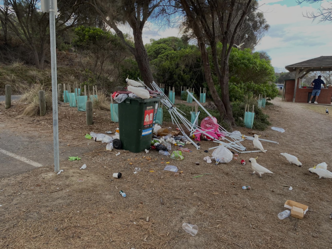 A number of white cockatoos sit on an open wheelie bin and among rubbish on the ground.