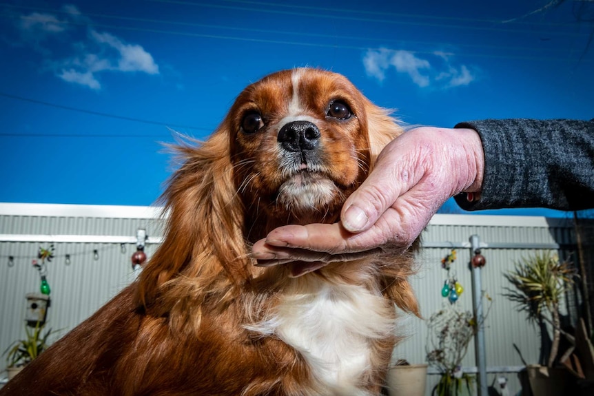 A Cavalier King Charles dog, with a hand under its chin and the blue sky in the background.