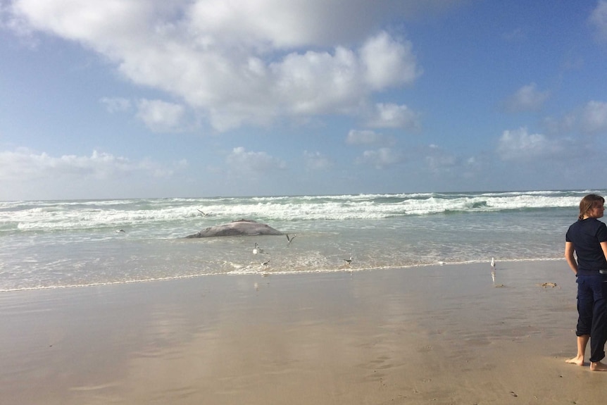 A whale on its side in the shallows with seagulls nearby and two people watching it