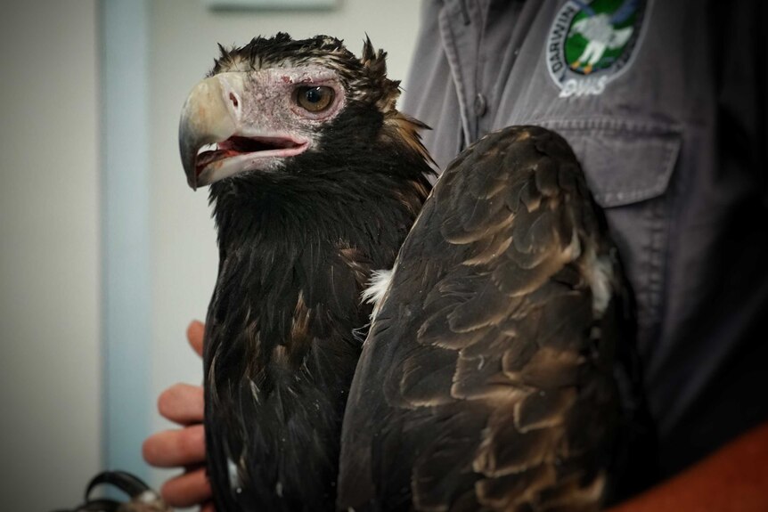 Wedge-tailed eagles are Australia's largest bird of prey