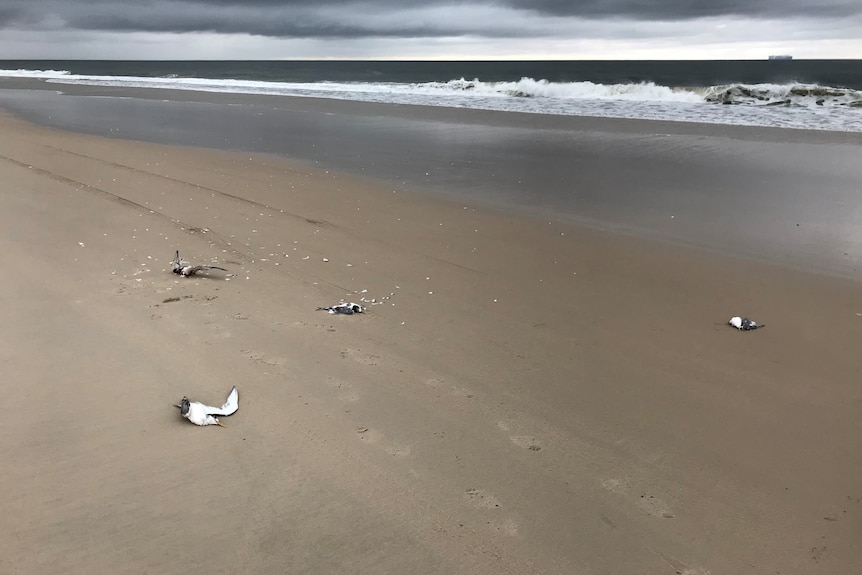 Bodies of four black and white seabirds lie on the beach at Bribie Island