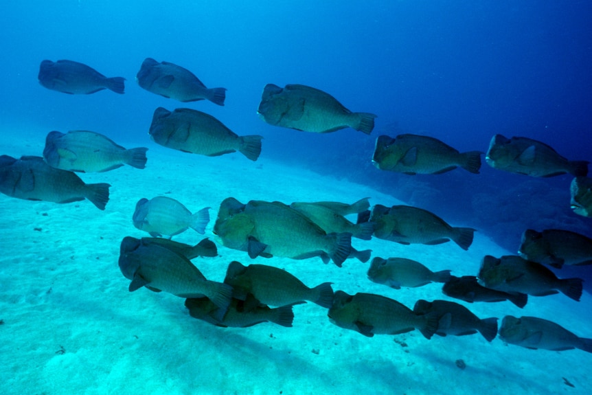 A school of Bumphead Parrotfish.