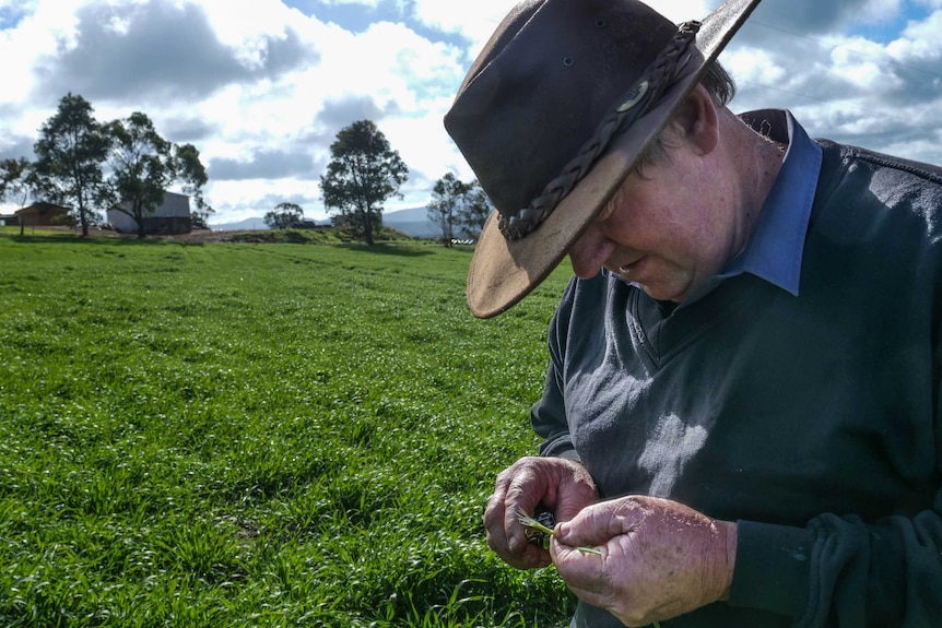 Mark Adams inspects a barley crop on his farm at Mt Barker in WA.