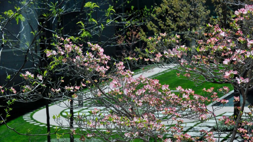 A dogwood in bloom at Parliament House.