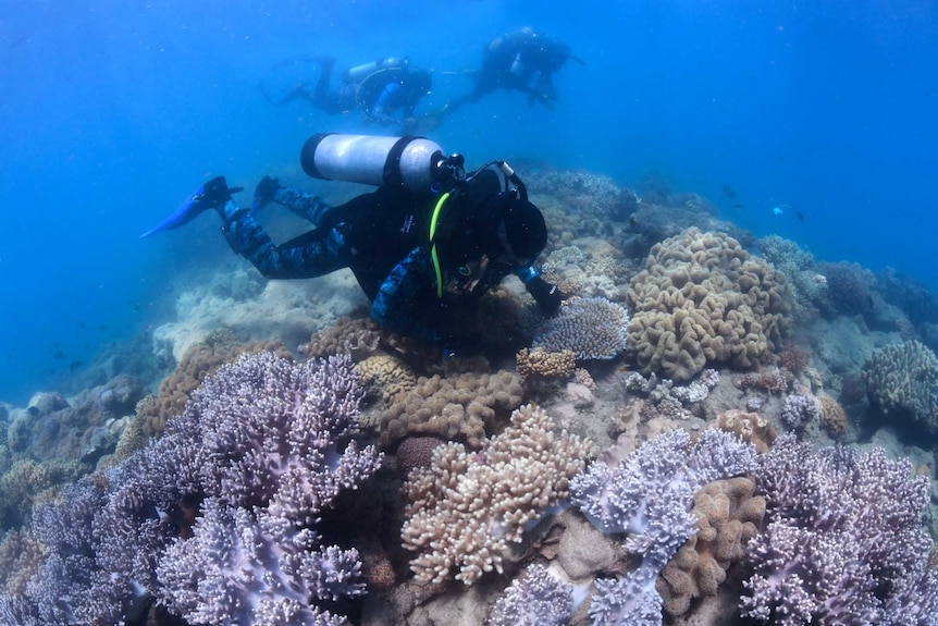 An underwater image of several SCUBA divers looking down at a healthy coral reef.