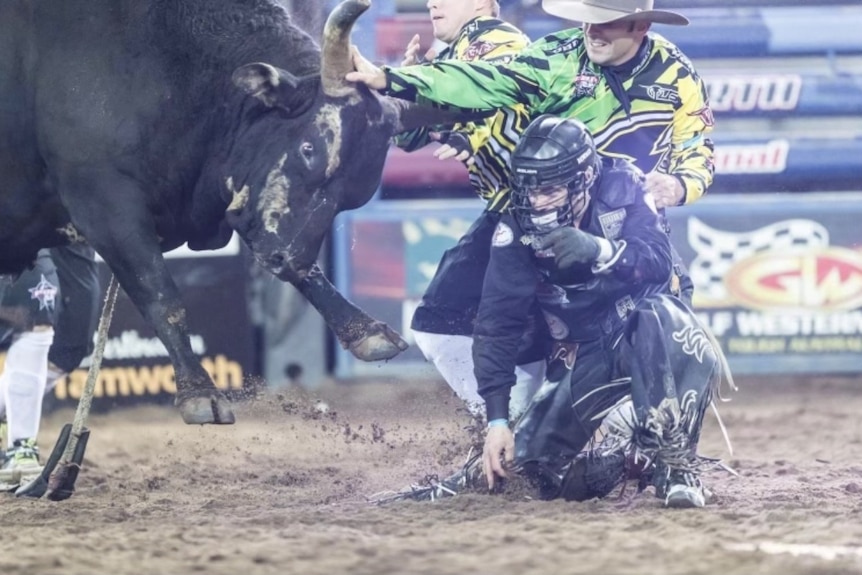 A man with his hand on a bulls head, shielding a bull rider who's on the ground.