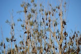 Flying foxes hang in trees.