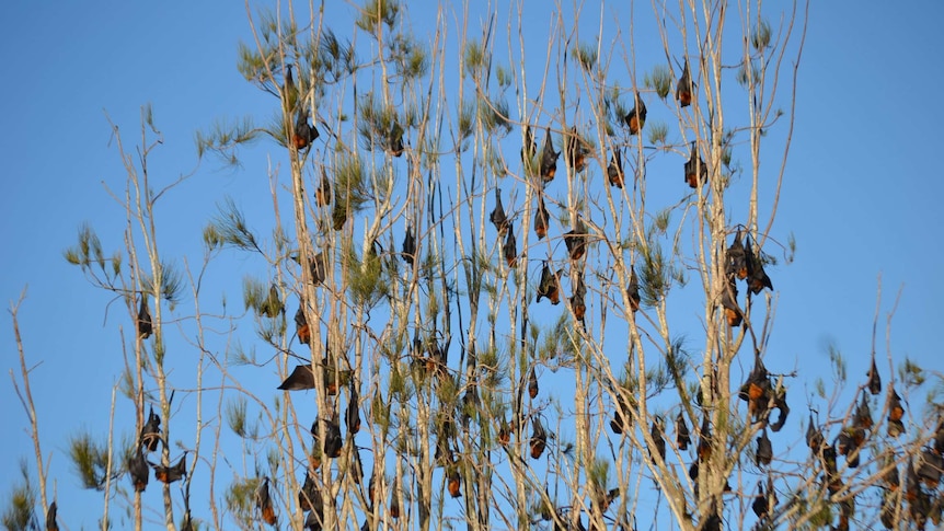 flying fox camp