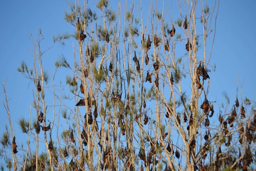 Flying Fox camp