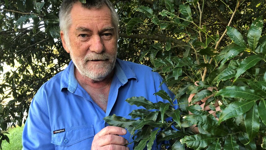 Botanist David Jinks inspects a Small-leaved Tamarind tree growing at Tallebudgera on the Gold Coast