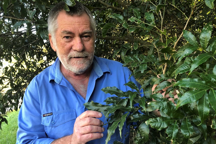 Botanist David Jinks inspects a Small-leaved Tamarind tree growing at Tallebudgera on the Gold Coast