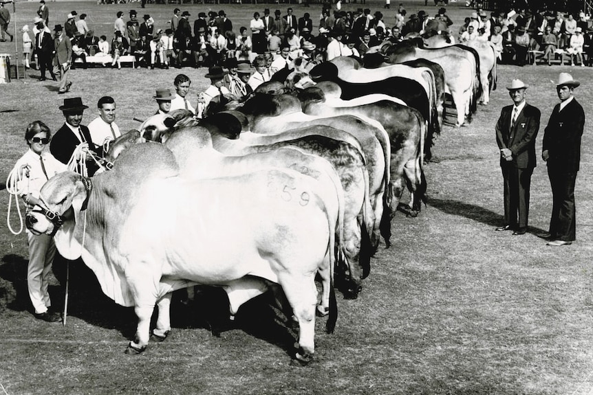A black and white photo of brahman bulls on parade with handlers.