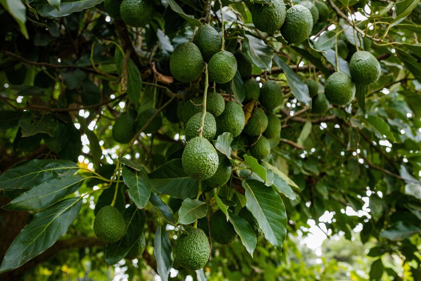 Mid shot of hass avocados hanging in a tree