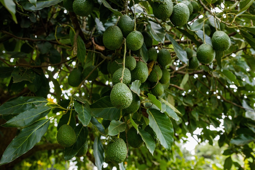 Mid shot of hass avocados hanging in a tree