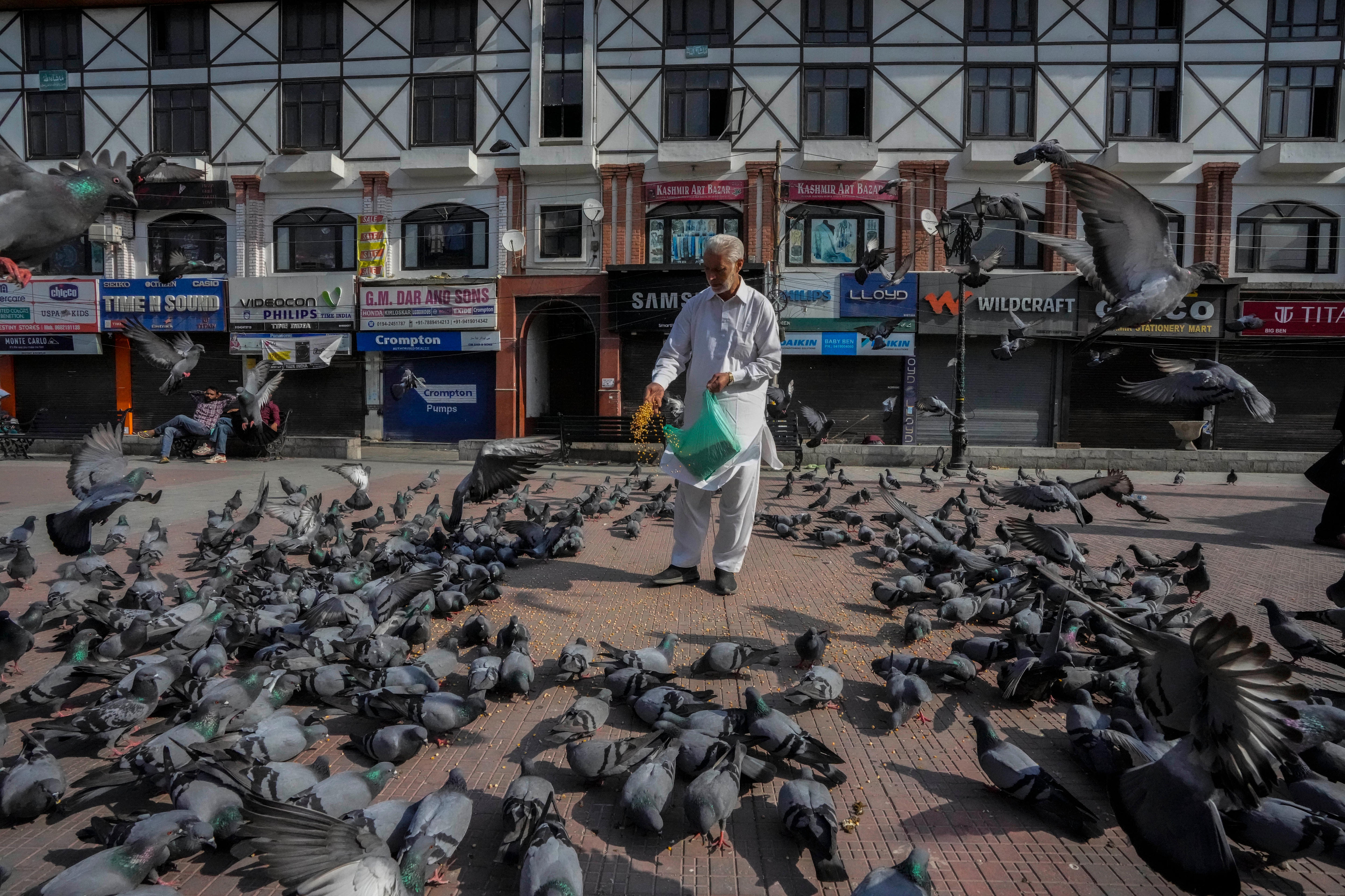 Victorian pigeon racing event to mark death of Queen Elizabeth II - ABC ...