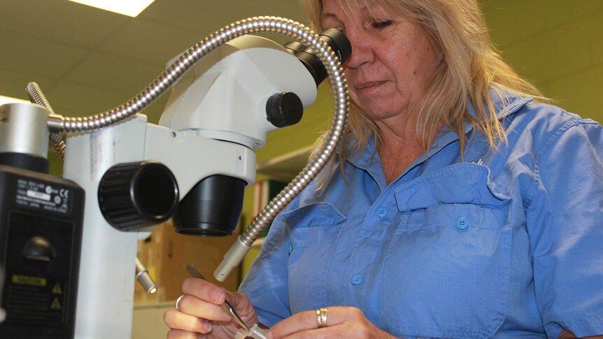Debug Innisfail researcher Di Morris looks through a microscope.