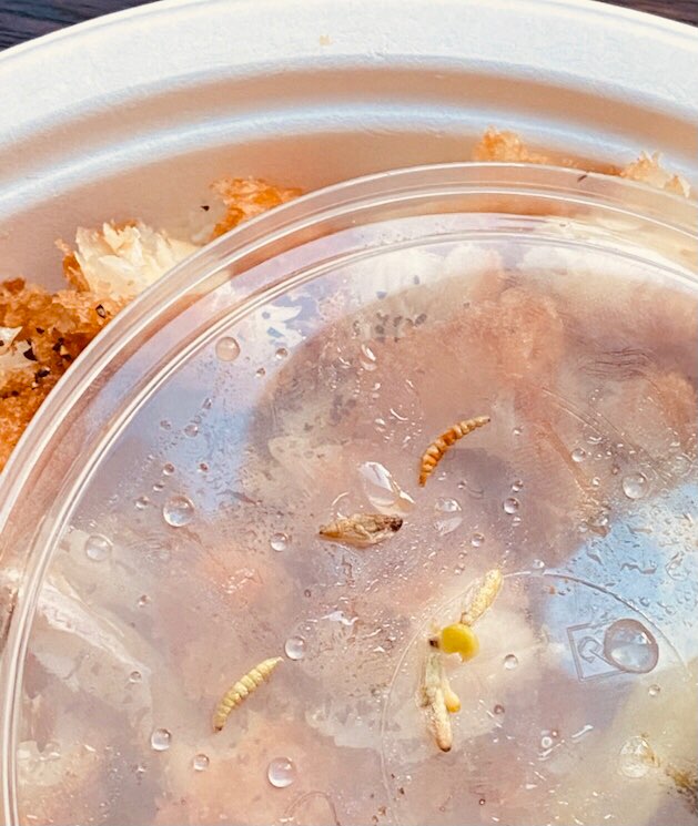 Maggots sit on the lid of a bowl of chicken.